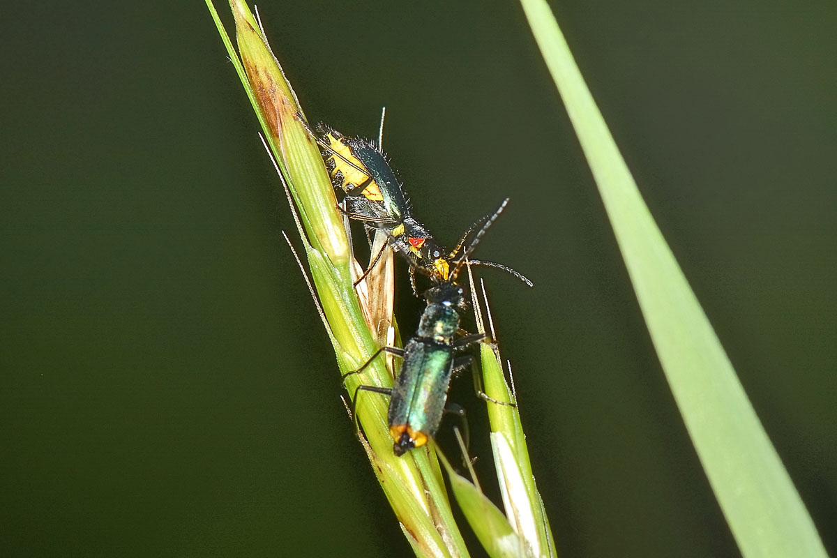 Tenere effusioni tra Malachiidae: Clanoptilus emarginatus